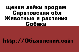 щенки лайки продам - Саратовская обл. Животные и растения » Собаки   
